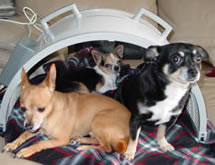 Dog house or HotHouse, let your pet decide