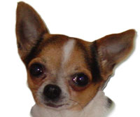 Jefe's blog on the FIR Hothouse