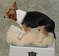 jefe using chi machine