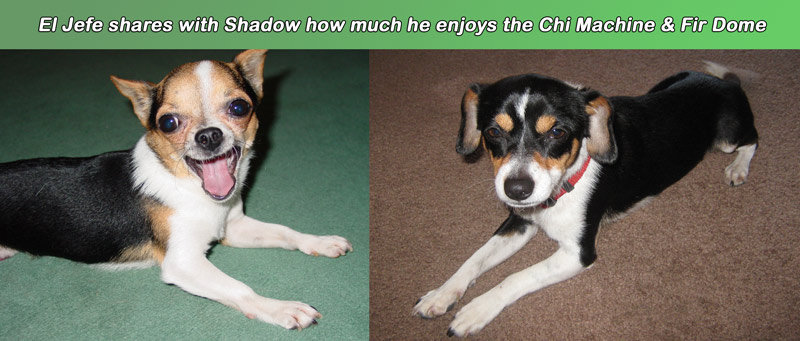 El Jefe says Chi MAchie good for dogs too.